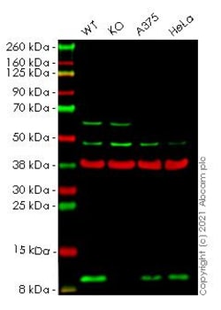 Abcam&nbsp;Human S100A4 knockout A549 cell line