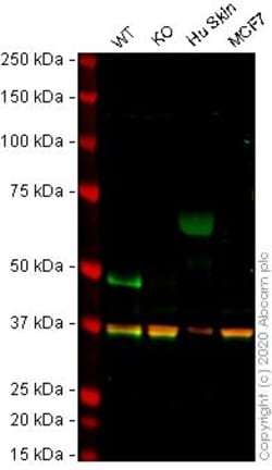 Abcam&nbsp;Human KRT14 (Cytokeratin 14) knockout A-431 cell line