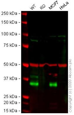 Abcam&nbsp;Human EPCAM knockout A-431 cell line