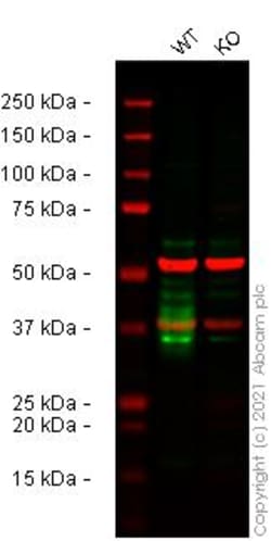 Abcam&nbsp;Human THY1 (CD90) knockout U-2 OS cell line