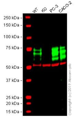 Abcam&nbsp;Human PICALM knockout U-2 OS cell line