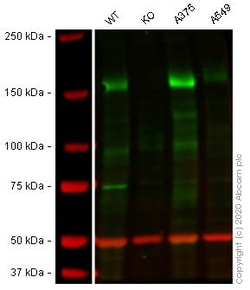 Abcam&nbsp;Human IRS2 knockout HEK-293 cell line