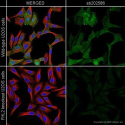 Abcam&nbsp;Human ACTA2 knockout HeLa cell line