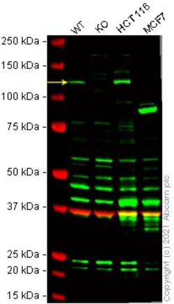 Abcam&nbsp;Human RBL1 (p107) knockout HeLa cell line