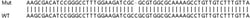 Abcam&nbsp;Human COL5A1 knockout HeLa cell line