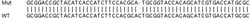 Abcam&nbsp;Human MC2R knockout HeLa cell line