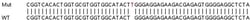 Abcam&nbsp;Human SMAD7 (MADH7) knockout HeLa cell line