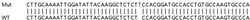 Abcam&nbsp;Human EPHA4 (Eph receptor A4/SEK) knockout HeLa cell line