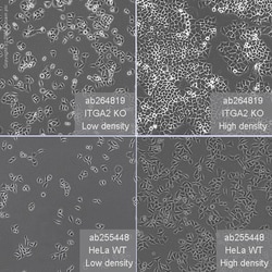 Abcam&nbsp;Human ITGA2 (CD49b) knockout HeLa cell line