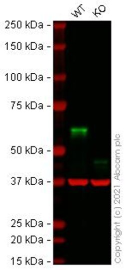 Abcam&nbsp;Human USP22 knockout HeLa cell line