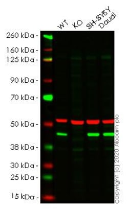Abcam&nbsp;Human BRE (BRCC45) knockout HeLa cell line