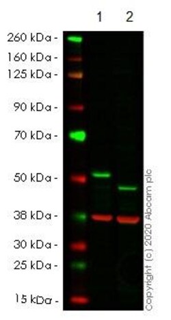 Abcam&nbsp;Human PTPN1 (PTP1B) knockout HeLa cell line