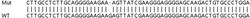 Abcam&nbsp;Human ZMAT3 (PAG608) knockout HeLa cell line