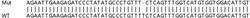 Abcam&nbsp;Human SNRPB2 knockout HeLa cell line