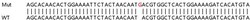 Abcam&nbsp;Human EI24 knockout HeLa cell line