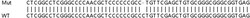 Abcam&nbsp;Human LRRC41 knockout HeLa cell line