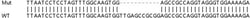 Abcam&nbsp;Human ESRP2 knockout HeLa cell line