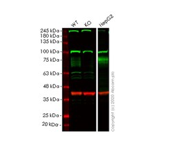 Abcam&nbsp;Human IFNGR1 knockout HeLa cell line