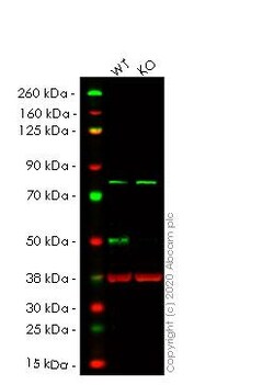 Abcam&nbsp;Human TFAP2A (Transcription factor AP-2-alpha) knockout HeLa cell line
