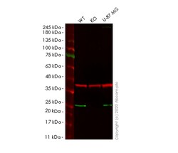 Abcam&nbsp;Human AK1 knockout HeLa cell line