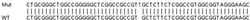 Abcam&nbsp;Human PGAM5 knockout HeLa cell line