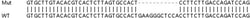 Abcam&nbsp;Human PSKH1 knockout HeLa cell line