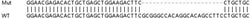 Abcam&nbsp;Human LTB4R2 (Leukotriene B4 Receptor 2) knockout HeLa cell line