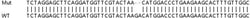 Abcam&nbsp;Human PTGR1 knockout HeLa cell line