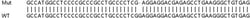 Abcam&nbsp;Human PRKAR1B knockout HeLa cell line