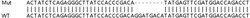 Abcam&nbsp;Human ZCCHC17 (pNO40) knockout HeLa cell line