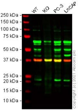 Abcam&nbsp;Human SLPI knockout HeLa cell line