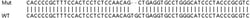 Abcam&nbsp;Human TGM2 (Transglutaminase 2) knockout HeLa cell line