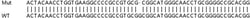 Abcam&nbsp;Human DHRS13 knockout HeLa cell line