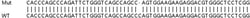 Abcam&nbsp;Human TRIM16 knockout HeLa cell line