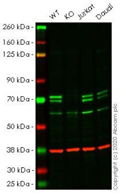 Abcam&nbsp;Human ATG16L1 knockout HeLa cell line