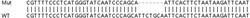 Abcam&nbsp;Human SMC1B (SMC1L2) knockout HeLa cell line