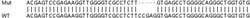 Abcam&nbsp;Human SNAP29 knockout HeLa cell line