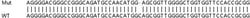 Abcam&nbsp;Human SLC35A2 knockout HeLa cell line