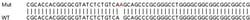 Abcam&nbsp;Human STK17A knockout HeLa cell line