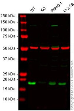 Abcam&nbsp;Human LAMTOR1 knockout HeLa cell line