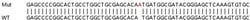 Abcam&nbsp;Human RAB31 knockout HeLa cell line