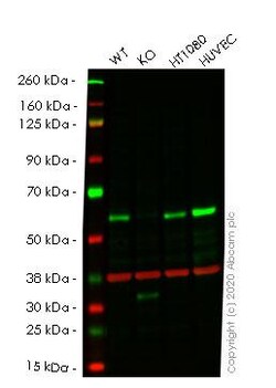 Abcam&nbsp;Human SMAD1 knockout HeLa cell line