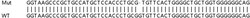 Abcam&nbsp;Human RALBP1 knockout HeLa cell line