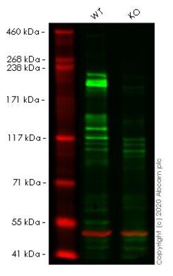 Abcam&nbsp;Human LAMB1 (Laminin beta 1) knockout HeLa cell line