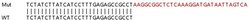 Abcam&nbsp;Human EXOC7 knockout HeLa cell line