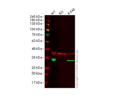 Abcam&nbsp;Human TXNDC9 knockout HeLa cell line