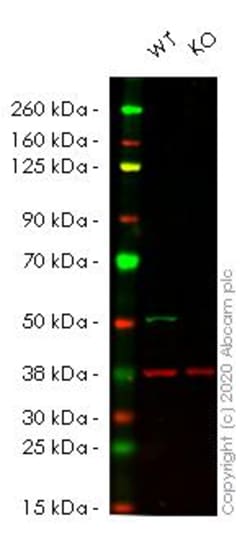 Abcam&nbsp;Human ALDH3A2 (Aldehyde dehydrogenase 10) knockout HeLa cell line