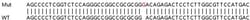 Abcam&nbsp;Human VIMP (SELS) knockout HeLa cell line