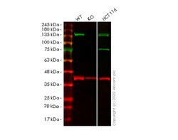 Abcam&nbsp;Human STAG2 (SA2) knockout HeLa cell line