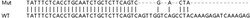 Abcam&nbsp;Human CALM2 knockout HeLa cell line